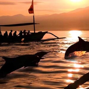 Dolphin Lovina in North Bali